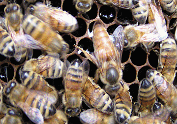 中間體型最大的一隻就是蜂王