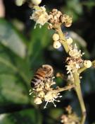 採蜜中的工蜂